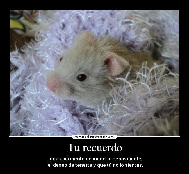 carteles clanbloodlovers hamster hermoshisimo con una frase boba desmotivaciones