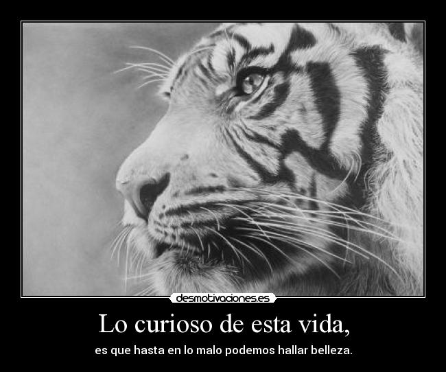 Lo curioso de esta vida, - es que hasta en lo malo podemos hallar belleza.