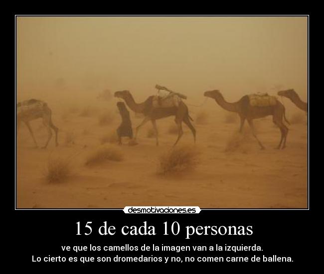 15 de cada 10 personas - ve que los camellos de la imagen van a la izquierda.
Lo cierto es que son dromedarios y no, no comen carne de ballena.