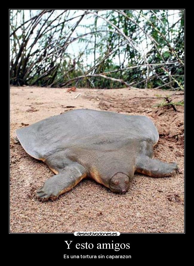 Y esto amigos - Es una tortura sin caparazon