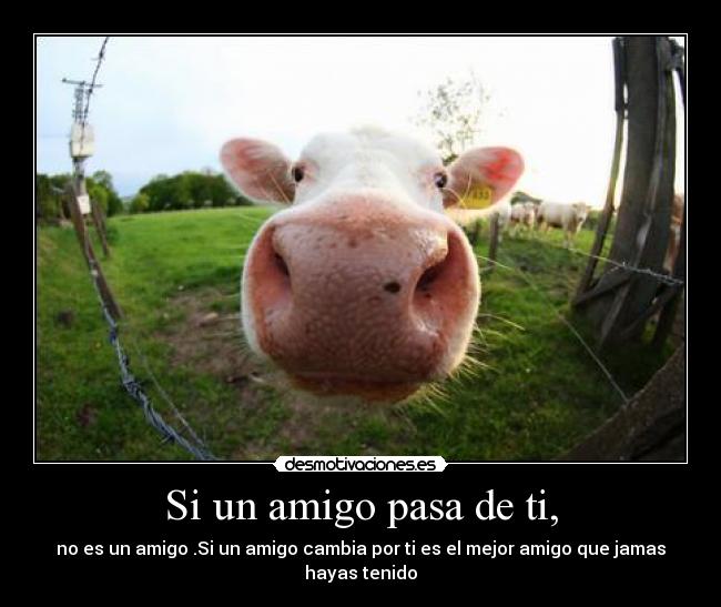 Si un amigo pasa de ti, -