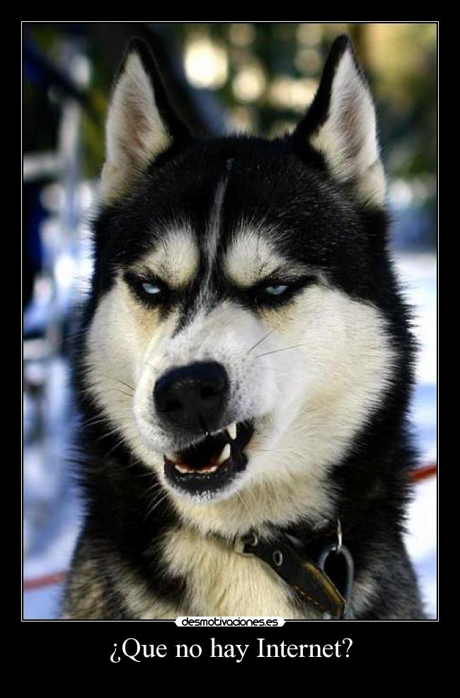 ¿Que no hay Internet? -