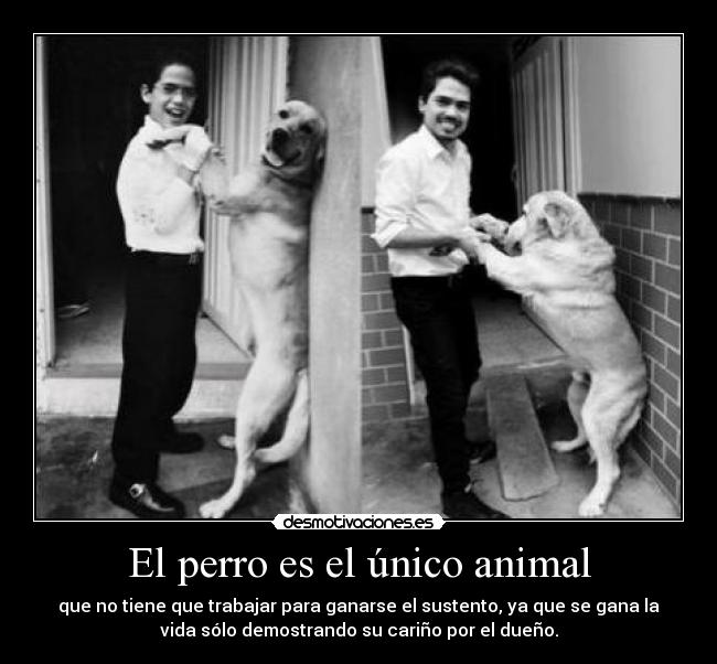 El perro es el único animal - 