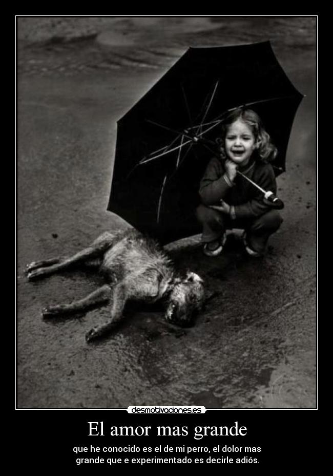 El amor mas grande - que he conocido es el de mi perro, el dolor mas
 grande que e experimentado es decirle adiós.