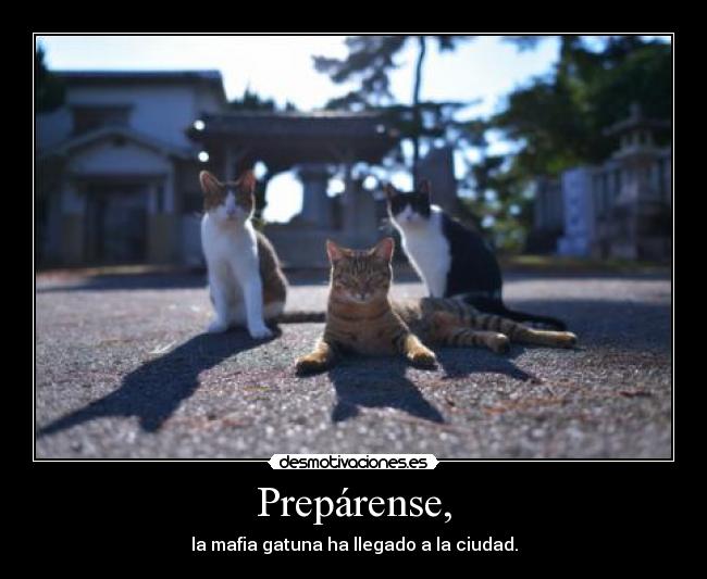 Prepárense, - la mafia gatuna ha llegado a la ciudad.