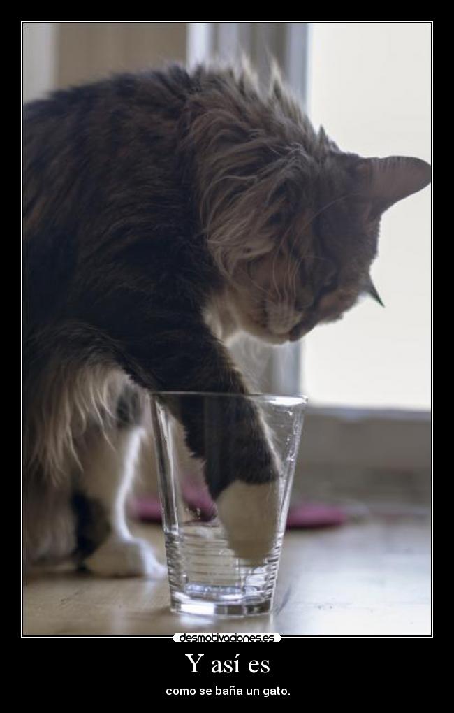 Y así es - como se baña un gato.