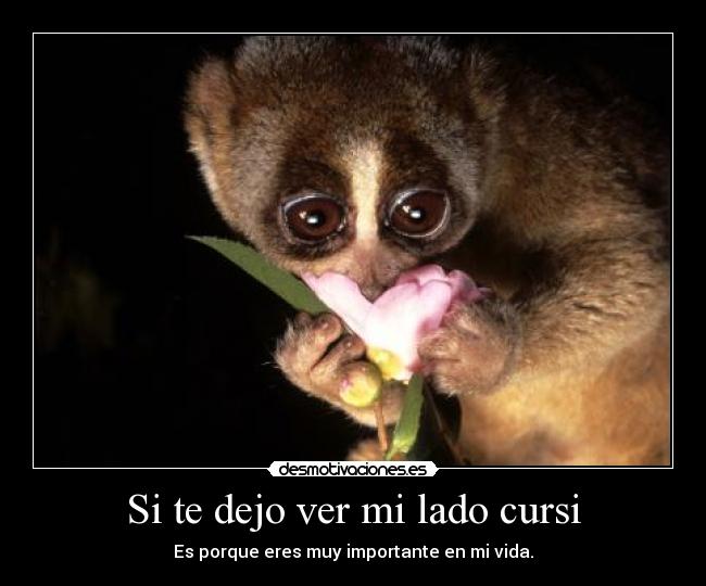 Si te dejo ver mi lado cursi - Es porque eres muy importante en mi vida.