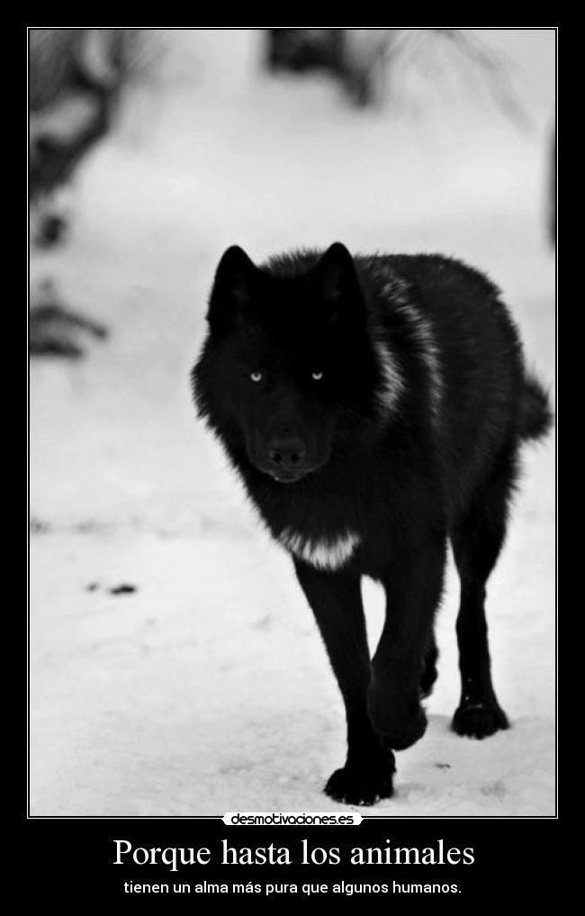 Porque hasta los animales - tienen un alma más pura que algunos humanos.