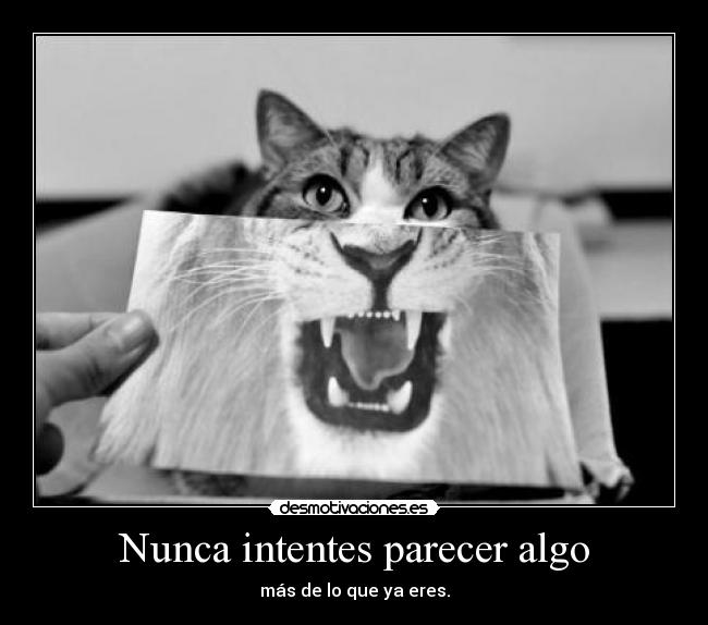 Nunca intentes parecer algo - 