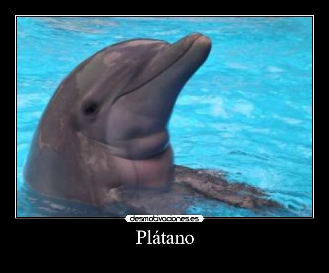 Plátano -