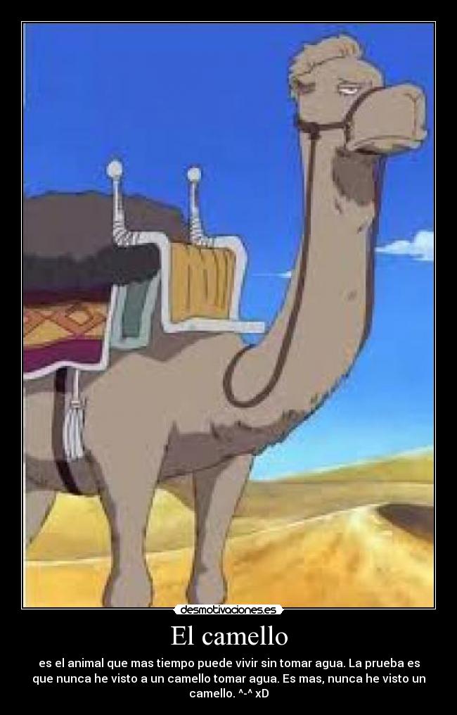 El camello -
