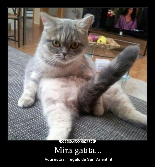 Mira gatita... - 