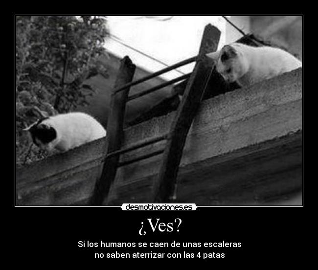 carteles escaleras humano gatos desmotivaciones