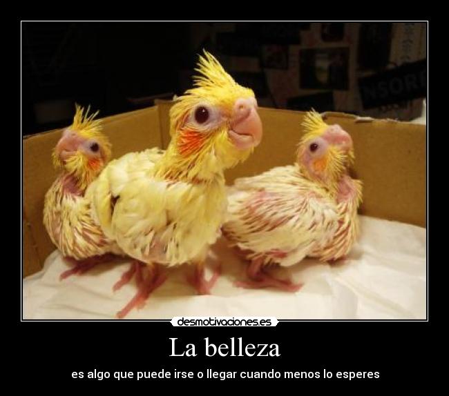 La belleza - 
