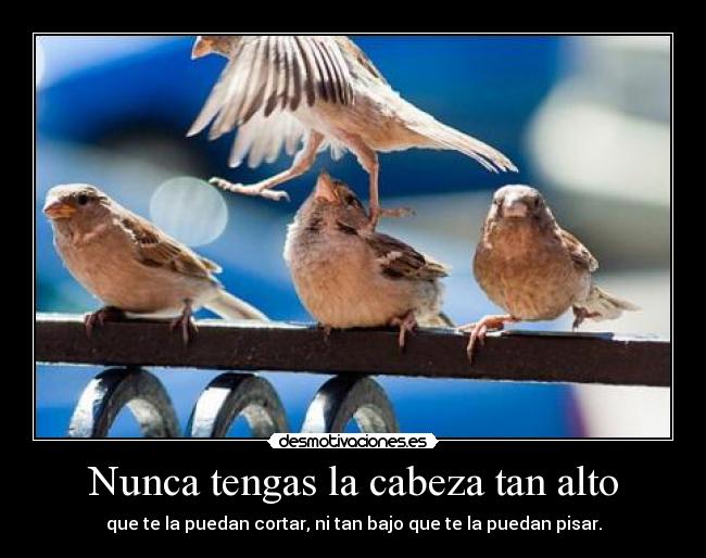 Nunca tengas la cabeza tan alto - que te la puedan cortar, ni tan bajo que te la puedan pisar.