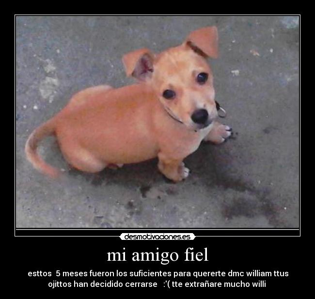 mi amigo fiel - esttos  5 meses fueron los suficientes para quererte dmc william ttus
ojittos han decidido cerrarse   :( tte extrañare mucho willi 