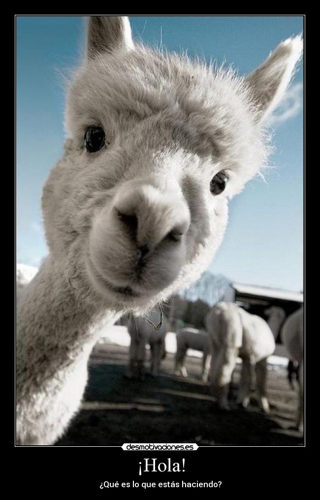 ¡Hola! - 
