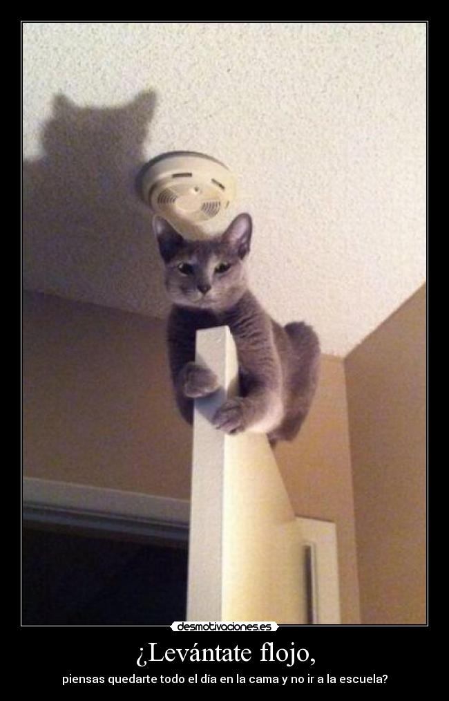 ¿Levántate flojo, - piensas quedarte todo el día en la cama y no ir a la escuela?