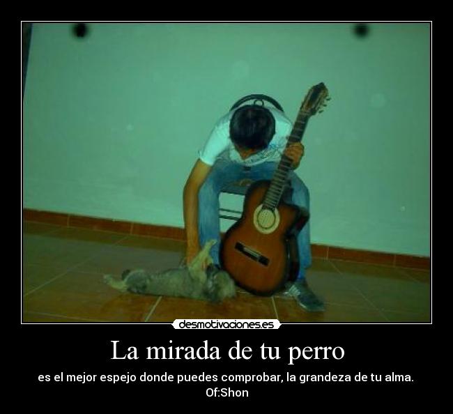 La mirada de tu perro - es el mejor espejo donde puedes comprobar, la grandeza de tu alma.
Of:Shon