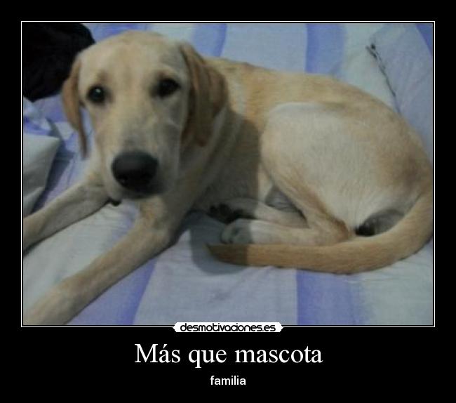 Más que mascota - familia