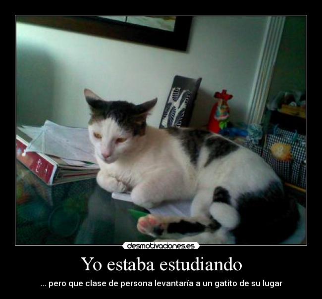 Yo estaba estudiando - ... pero que clase de persona levantaría a un gatito de su lugar