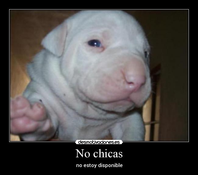 carteles perro desmotivaciones