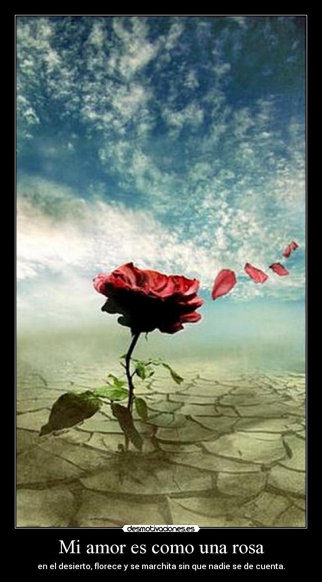 Mi amor es como una rosa - en el desierto, florece y se marchita sin que nadie se de cuenta.