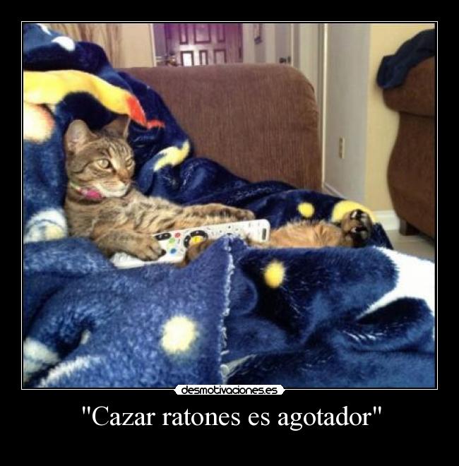 Cazar ratones es agotador -