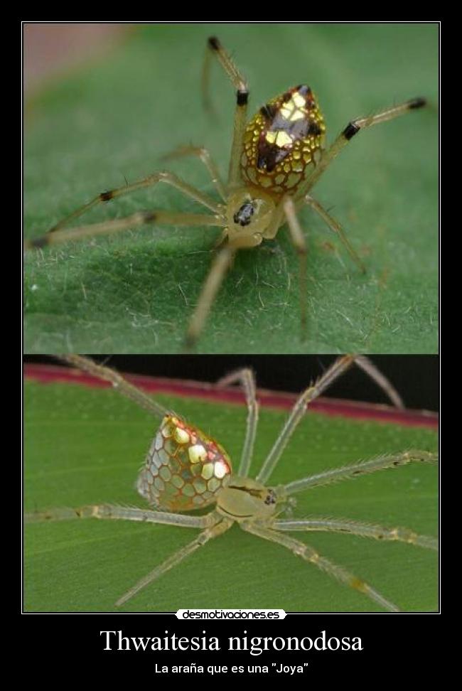 carteles aranas desmotivaciones