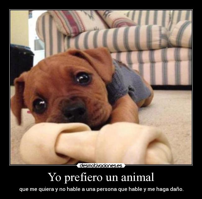 Yo prefiero un animal - que me quiera y no hable a una persona que hable y me haga daño.