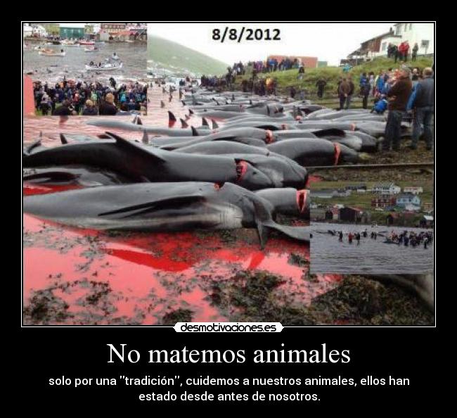 No matemos animales - solo por una tradición, cuidemos a nuestros animales, ellos han
estado desde antes de nosotros.