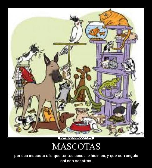 MASCOTAS - 