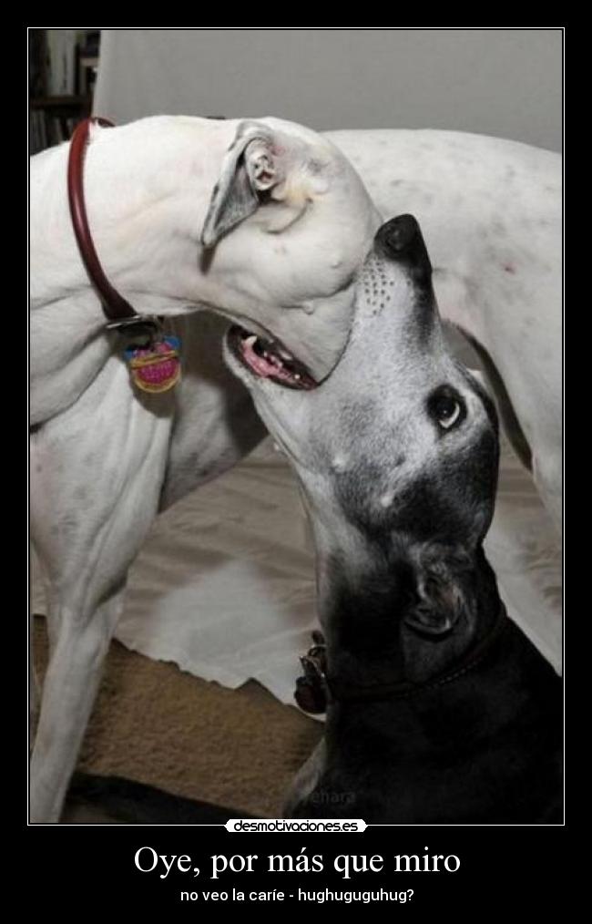Oye, por más que miro - no veo la caríe - hughuguguhug?