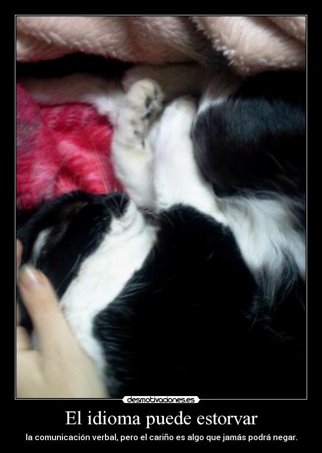 carteles idioma subo tuenti porque cambian estilo web cerdos dictadores okno una excusa barata desmotivaciones