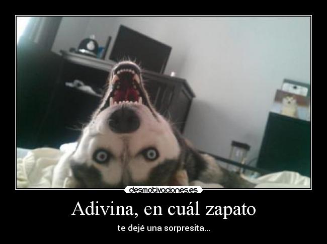 Adivina, en cuál zapato - 