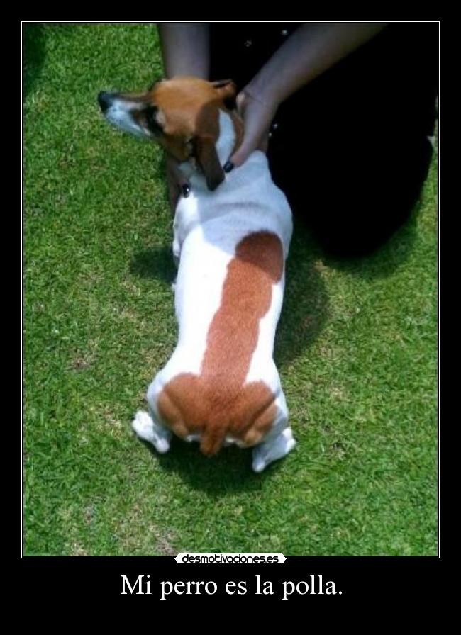 Mi perro es la polla. - 