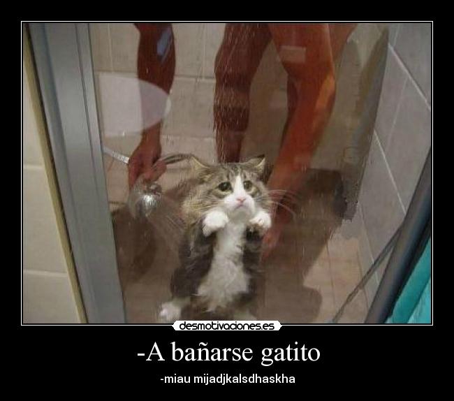 -A bañarse gatito - -miau mijadjkalsdhaskha