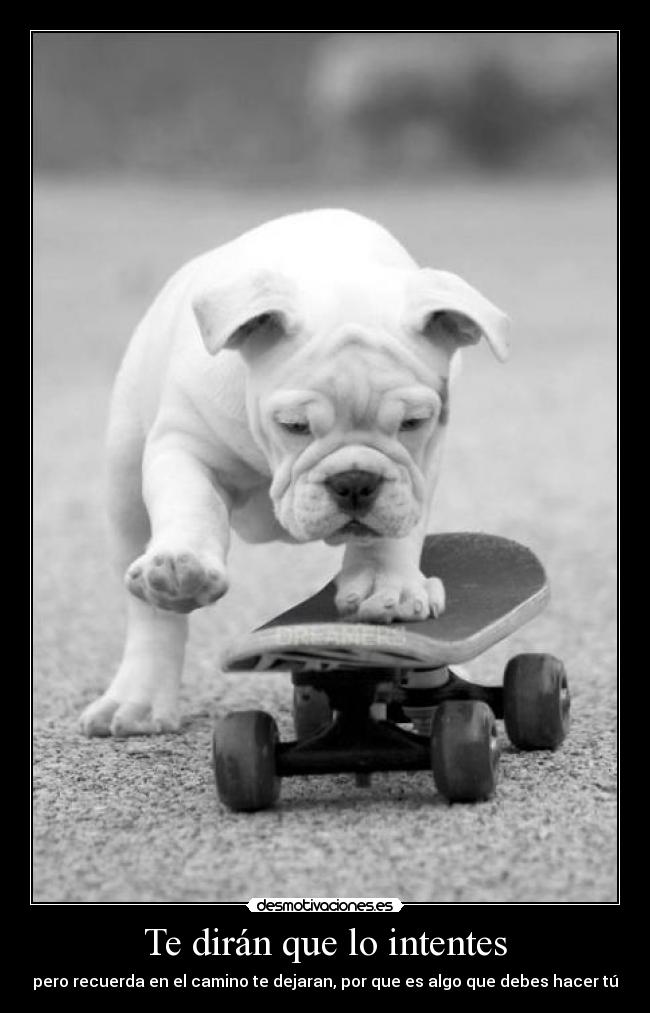 carteles perro desmotivaciones