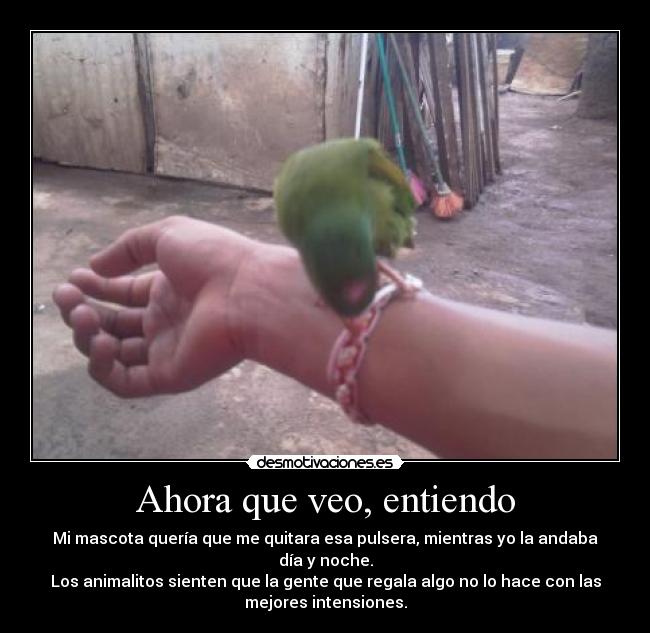 Ahora que veo, entiendo - Mi mascota quería que me quitara esa pulsera, mientras yo la andaba
día y noche.
Los animalitos sienten que la gente que regala algo no lo hace con las
mejores intensiones.