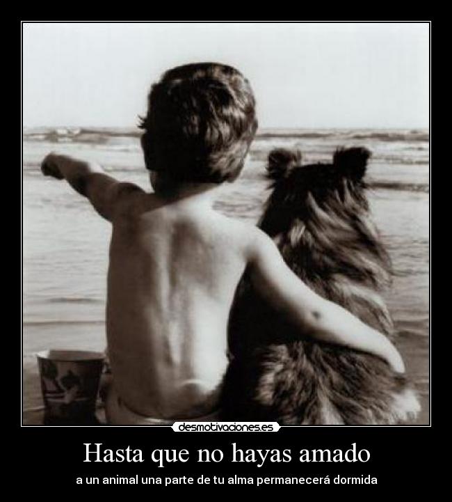 Hasta que no hayas amado -