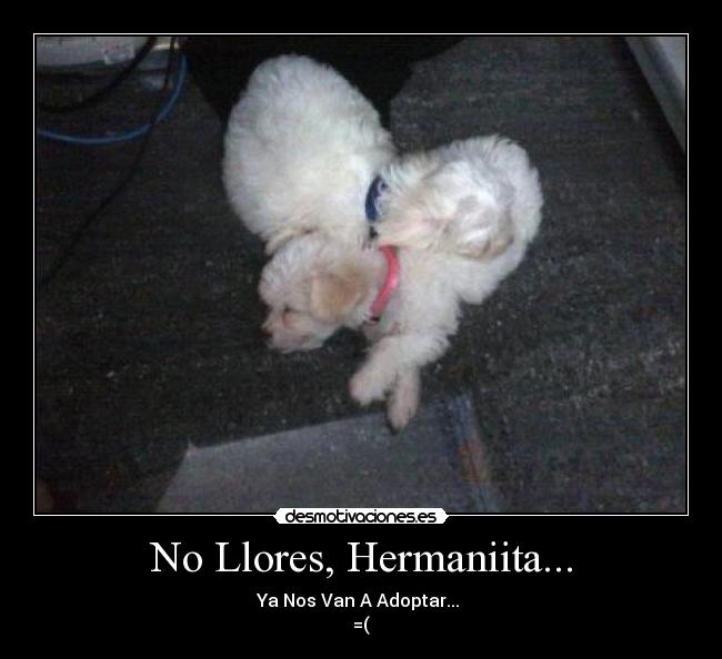 No Llores, Hermaniita... - Ya Nos Van A Adoptar...
=(