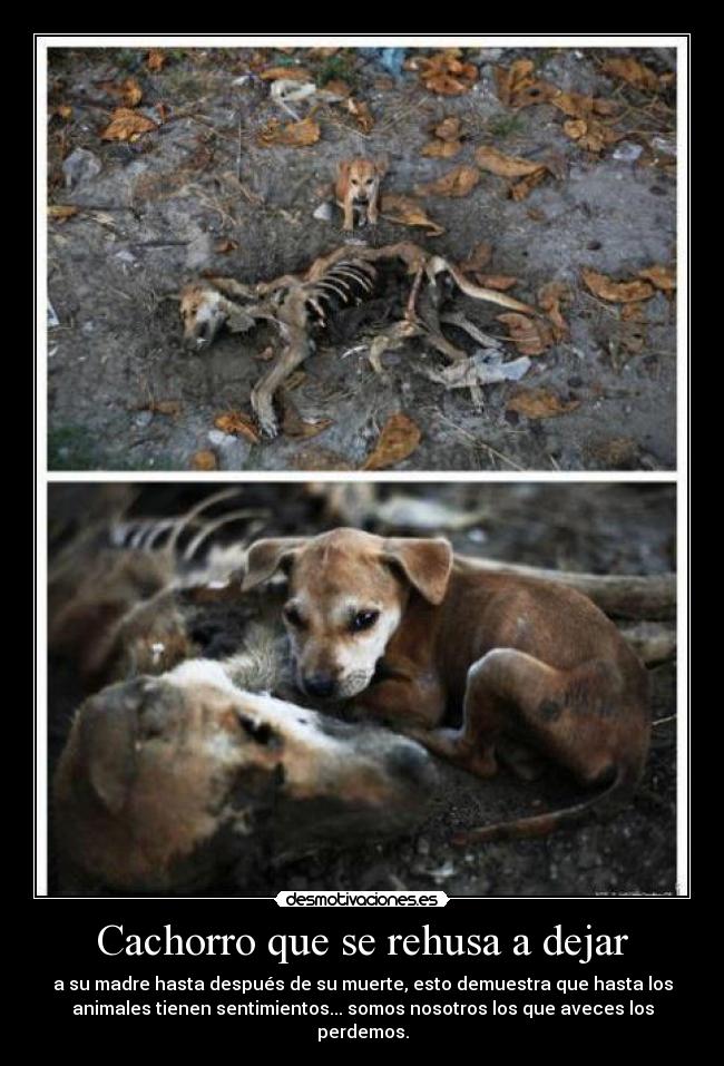 Cachorro que se rehusa a dejar - a su madre hasta después de su muerte, esto demuestra que hasta los
animales tienen sentimientos... somos nosotros los que aveces los
perdemos.