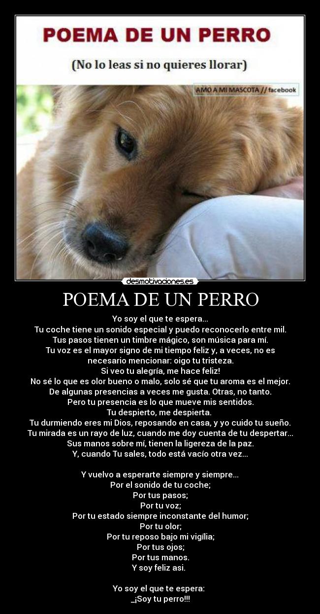 POEMA DE UN PERRO - Yo soy el que te espera...
Tu coche tiene un sonido especial y puedo reconocerlo entre mil.
Tus pasos tienen un timbre mágico, son música para mí.
Tu voz es el mayor signo de mi tiempo feliz y, a veces, no es
necesario mencionar: oigo tu tristeza.
Si veo tu alegría, me hace feliz!
No sé lo que es olor bueno o malo, solo sé que tu aroma es el mejor.
De algunas presencias a veces me gusta. Otras, no tanto.
Pero tu presencia es lo que mueve mis sentidos.
Tu despierto, me despierta. 
Tu durmiendo eres mi Dios, reposando en casa, y yo cuido tu sueño.
Tu mirada es un rayo de luz, cuando me doy cuenta de tu despertar...
Sus manos sobre mí, tienen la ligereza de la paz.
Y, cuando Tu sales, todo está vacío otra vez...

Y vuelvo a esperarte siempre y siempre...
Por el sonido de tu coche;
Por tus pasos;
Por tu voz;
Por tu estado siempre inconstante del humor;
Por tu olor;
Por tu reposo bajo mi vigília;
Por tus ojos;
Por tus manos.
Y soy feliz asi. 

Yo soy el que te espera: 
_¡Soy tu perro!!!