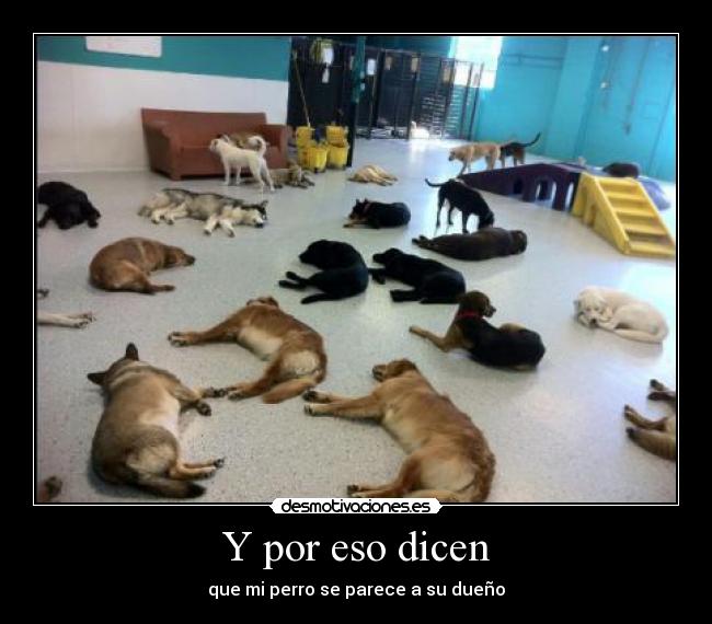 Y por eso dicen - que mi perro se parece a su dueño