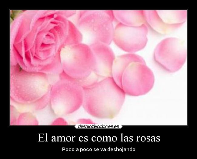 El amor es como las rosas - Poco a poco se va deshojando