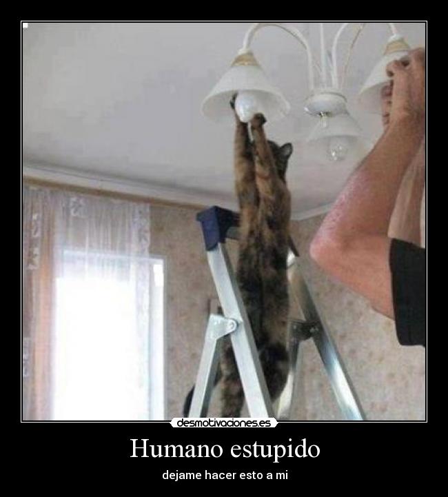 Humano estupido - dejame hacer esto a mi
