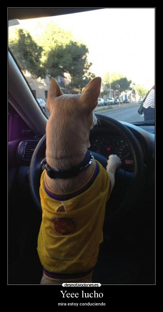 Yeee lucho - mira estoy conduciendo