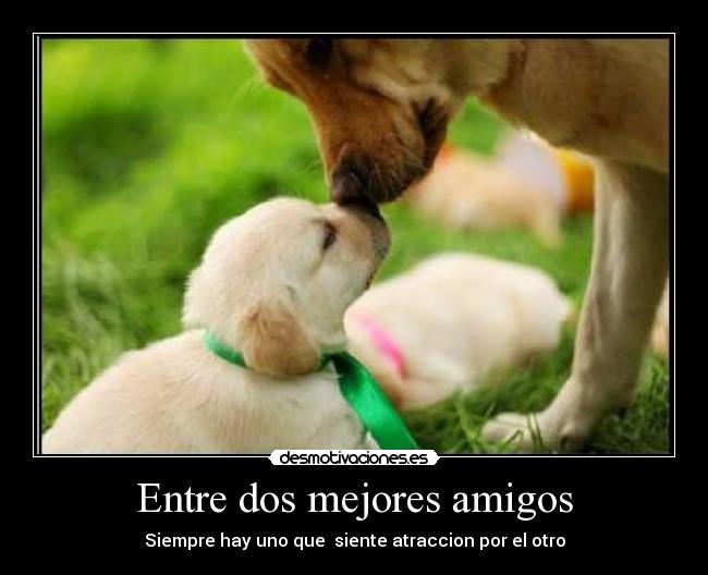 carteles amigos amigos desmotivaciones