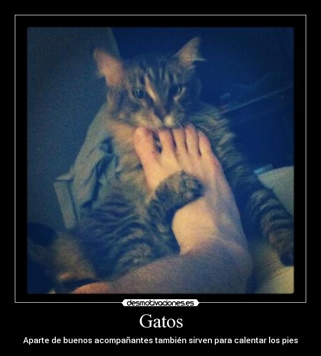 Gatos - Aparte de buenos acompañantes también sirven para calentar los pies