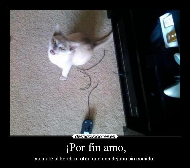 ¡Por fin amo, - ya maté al bendito ratón que nos dejaba sin comida.!